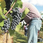 Frutícolas chilenas atraen inversión de fondos extranjeros