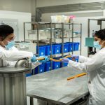 Salchichas vegetales: La nueva era de embutidos más saludables