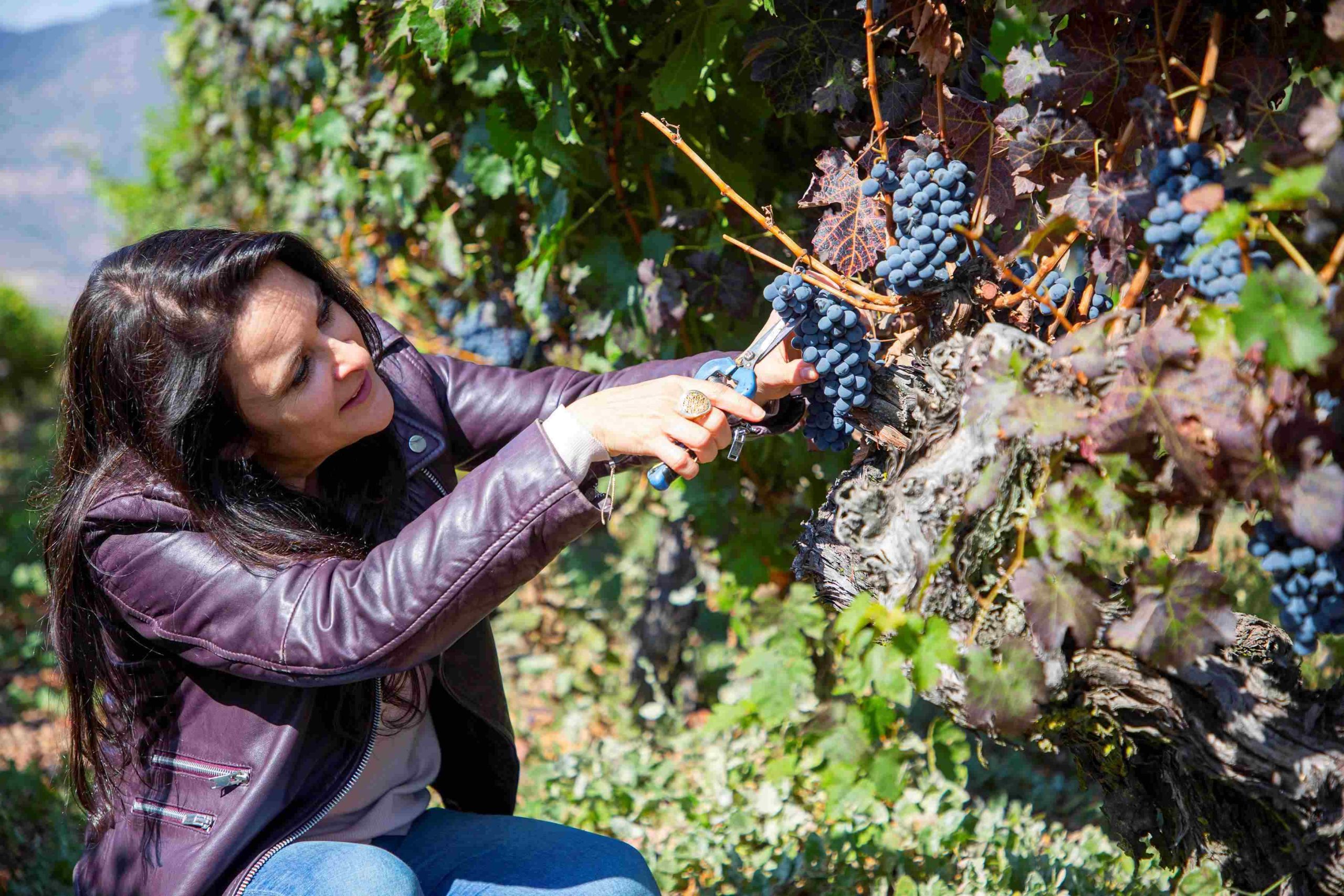 Vendimia 2026: Un Balance Positivo en el Vino de Chile