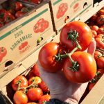 Tomate ariqueño: ¿Por qué su llegada marcará la temporada 2026?