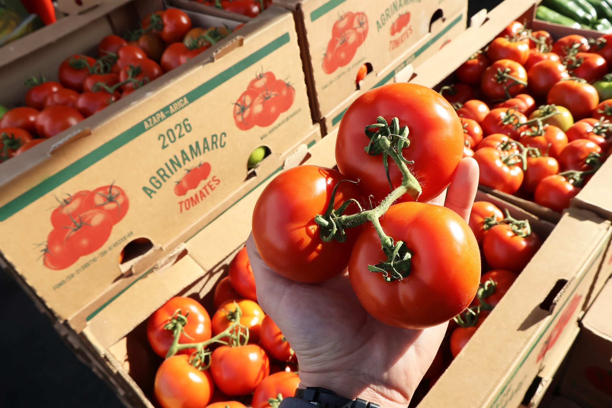 Tomate ariqueño: ¿Por qué su llegada marcará la temporada 2026?