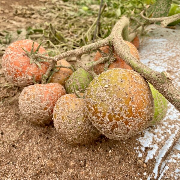 Catastro de Agricultores y su Impacto: ¿Estás Afectado por el Evento del 2026?