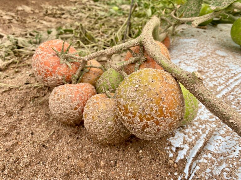 Catastro de Agricultores y su Impacto: ¿Estás Afectado por el Evento del 2026?